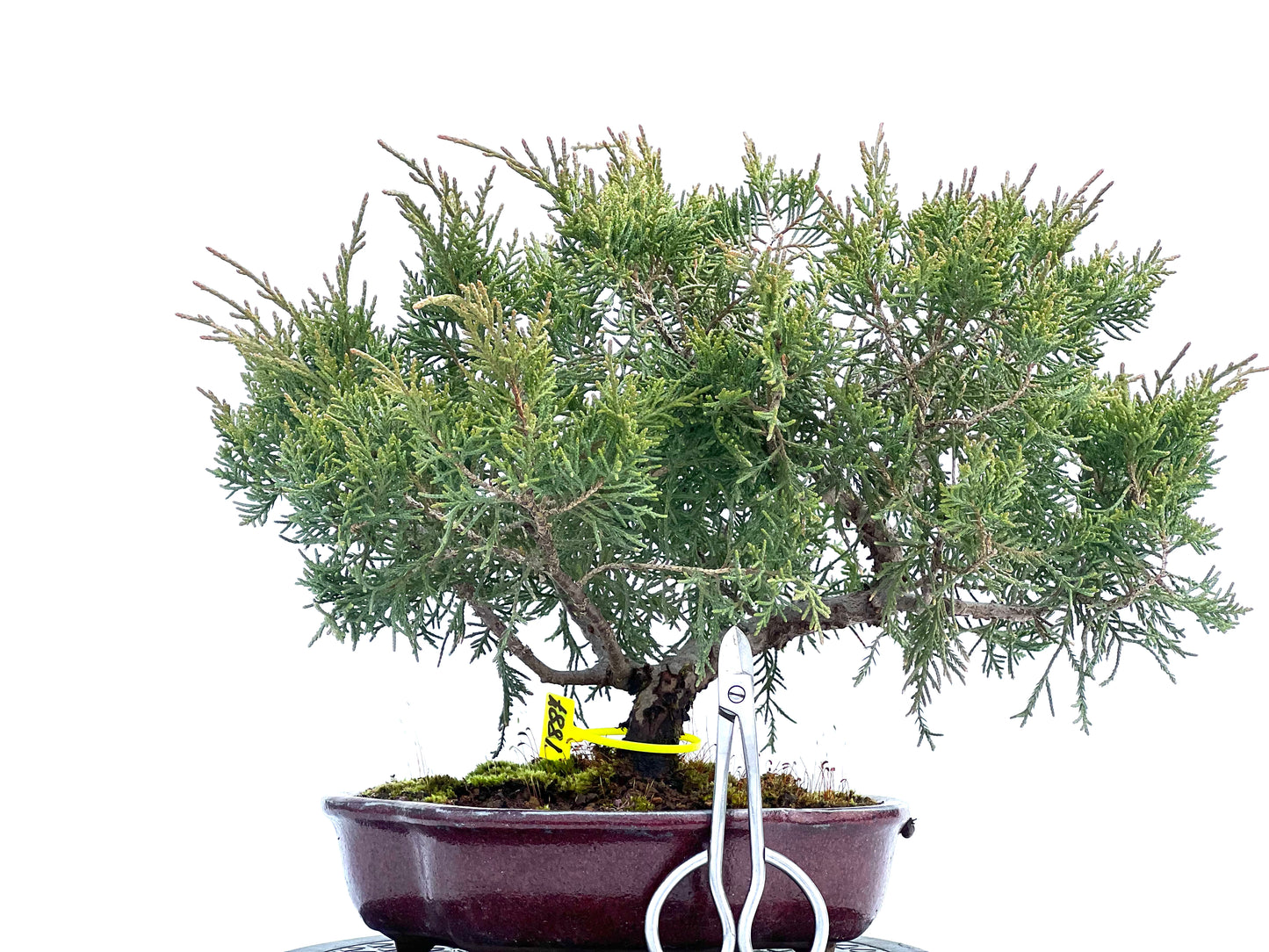 Juniperus Mint Julep 1887