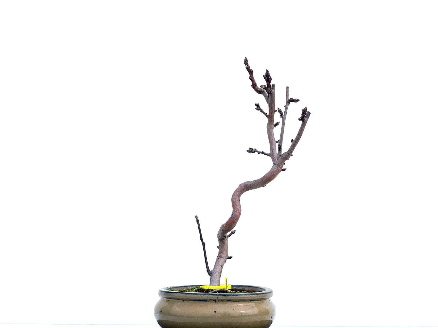 Malus Everest 1888