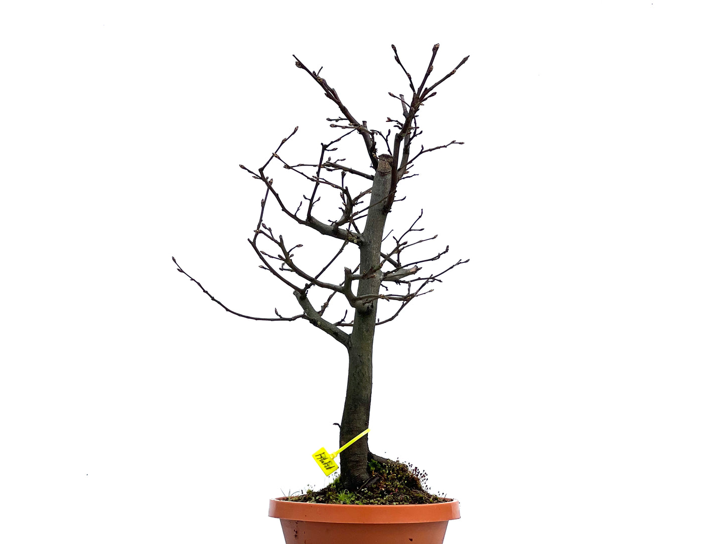 Carpinus Betulus 1474