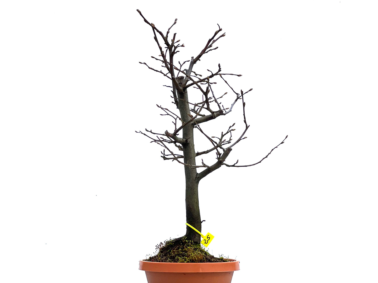 Carpinus Betulus 1474