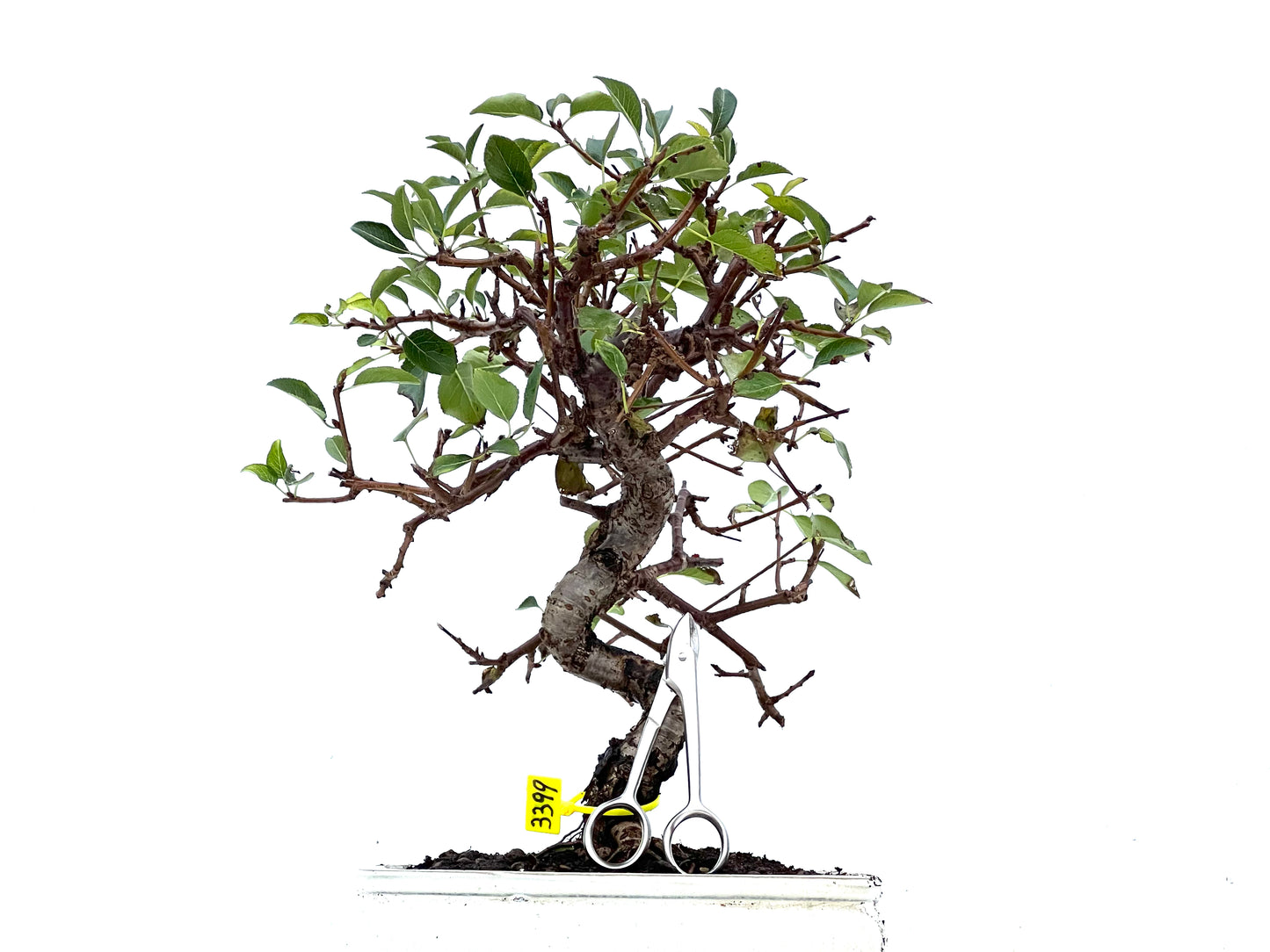 Prunus Mahaleb 3399