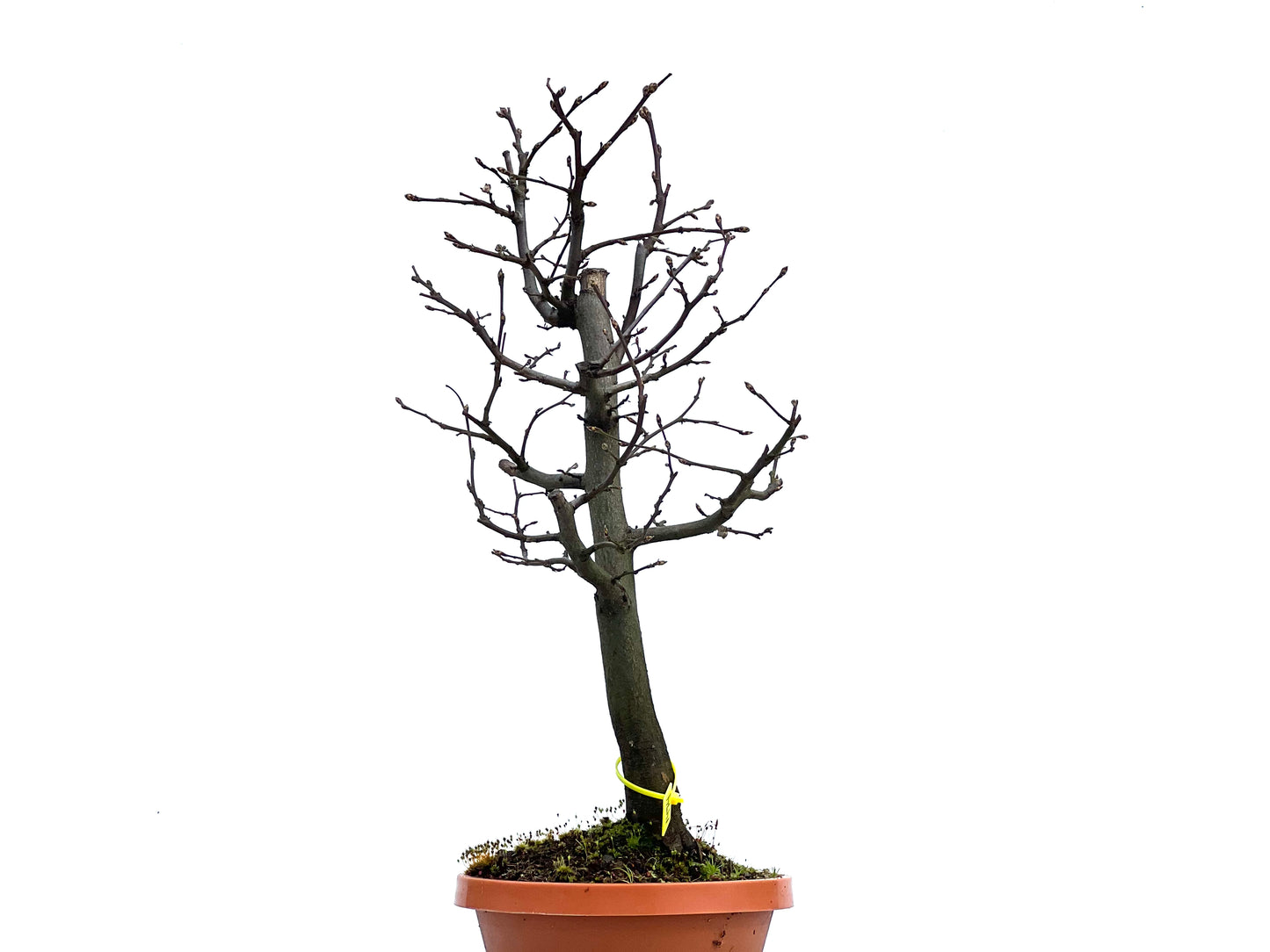 Carpinus Betulus 1474