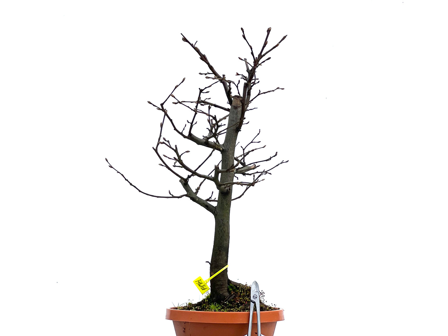 Carpinus Betulus 1474