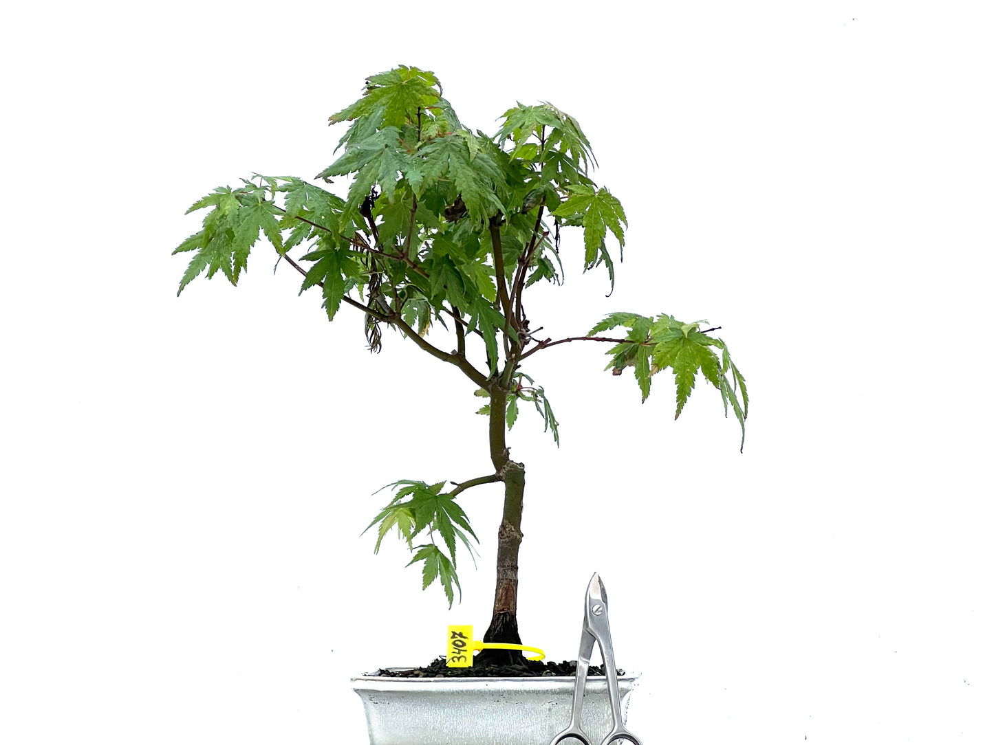 Acer Palmatum 3407