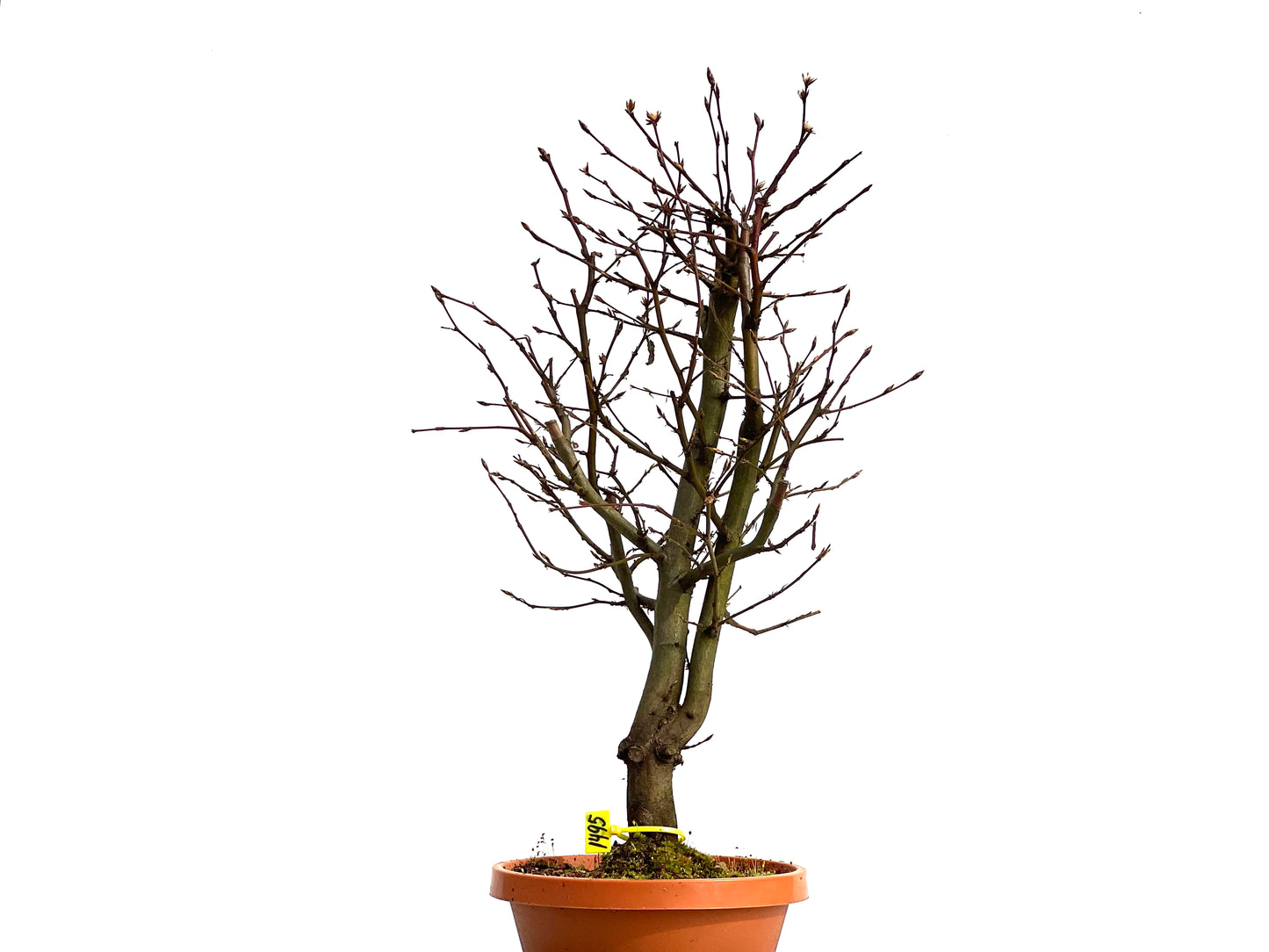 Carpinus Betulus 1495