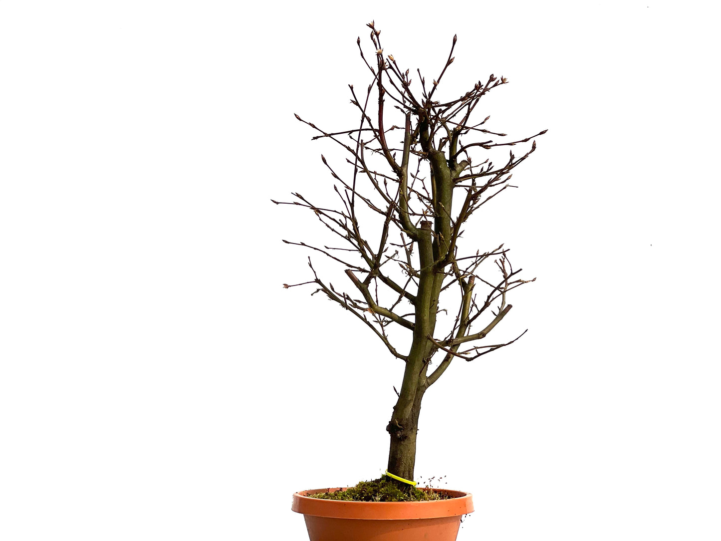 Carpinus Betulus 1495
