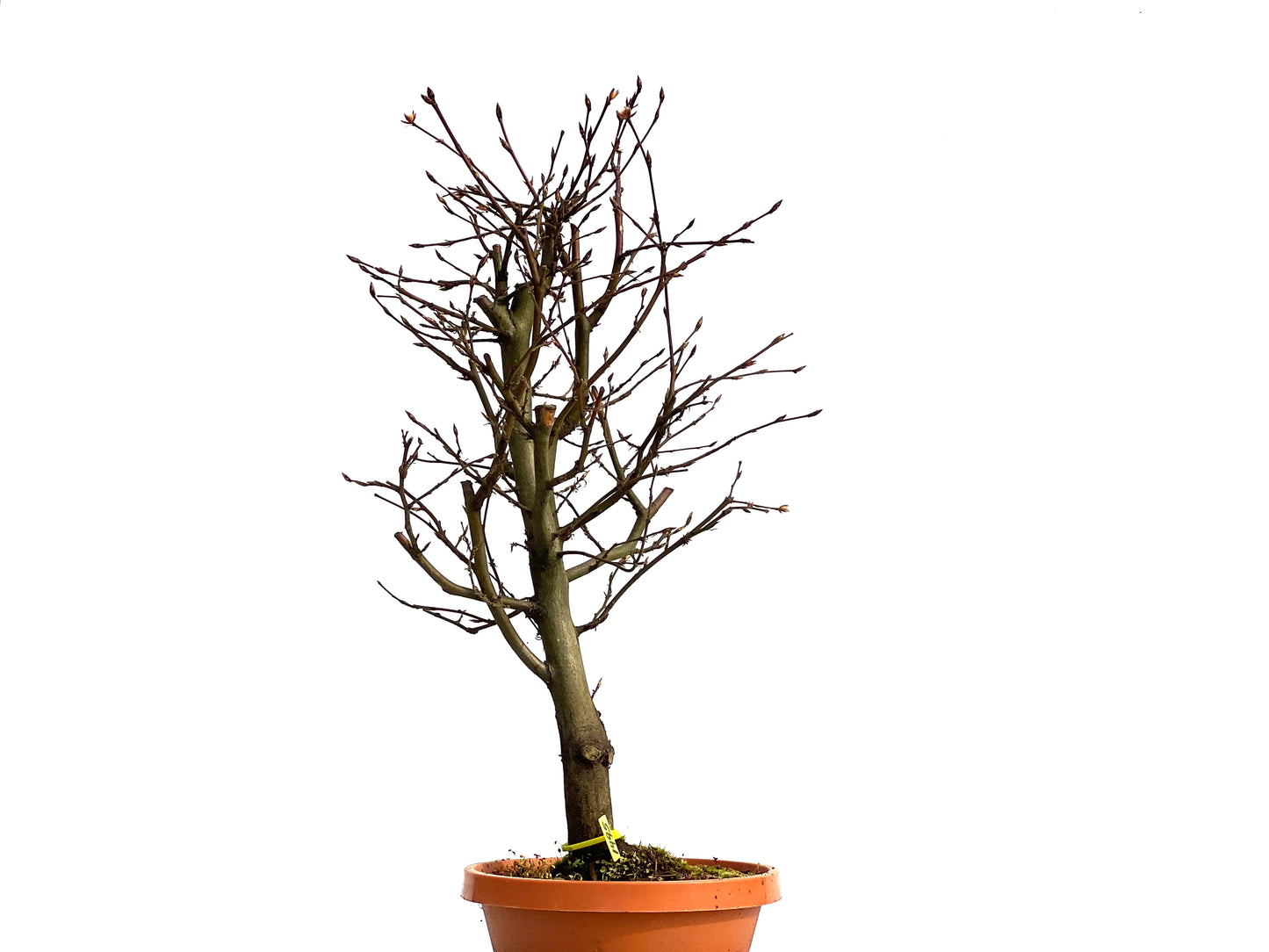 Carpinus Betulus 1495