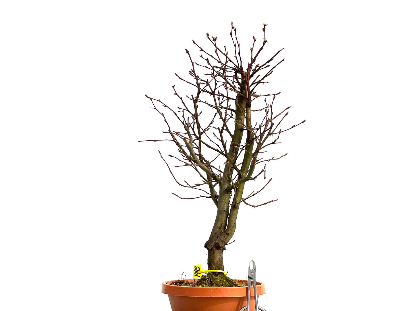 Carpinus Betulus 1495
