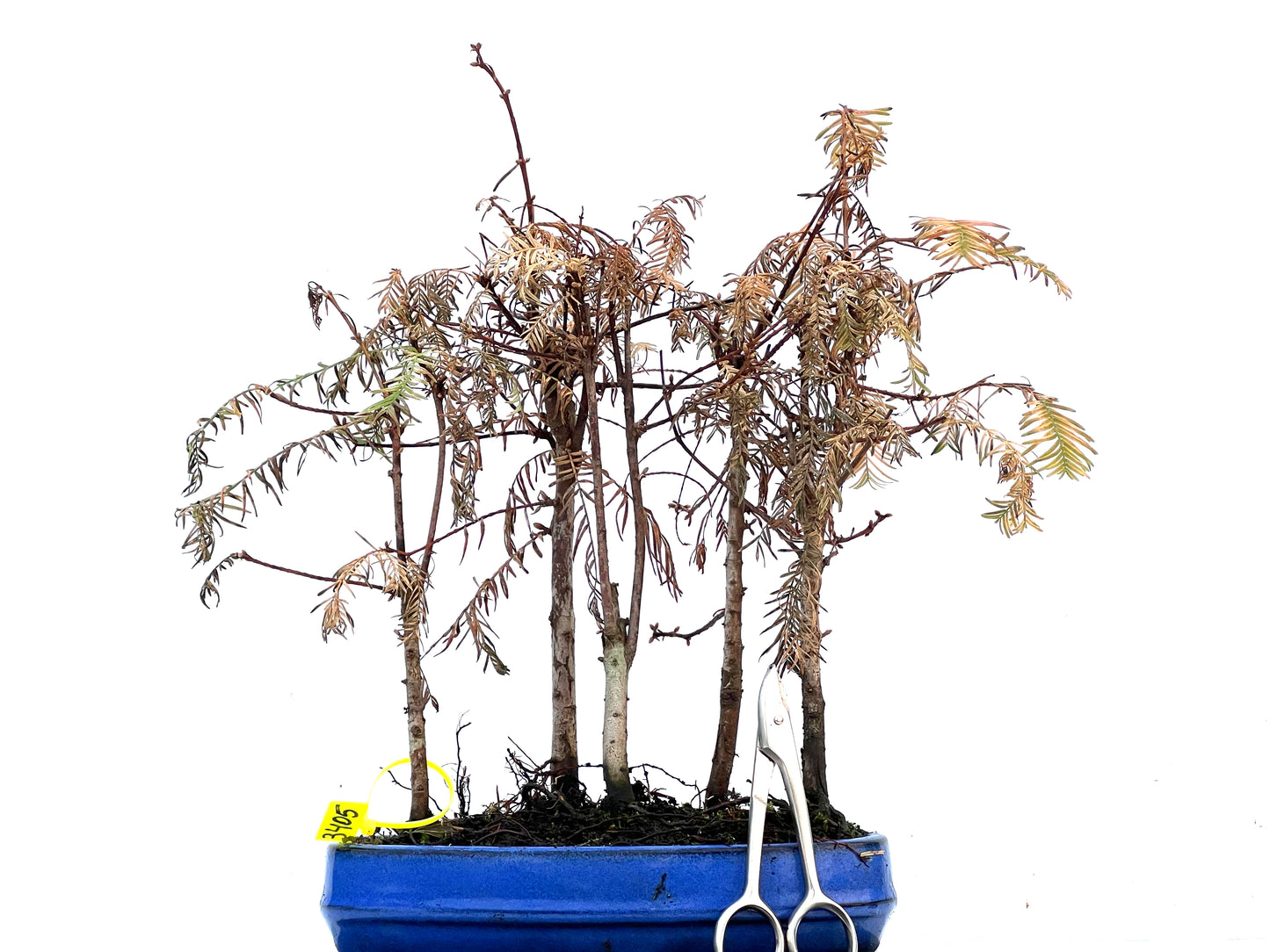 Bosque Metasequoia 3405