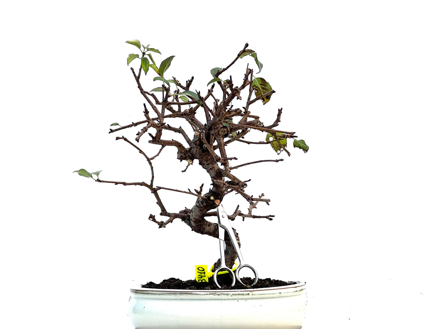 Prunus Mahaleb 3410