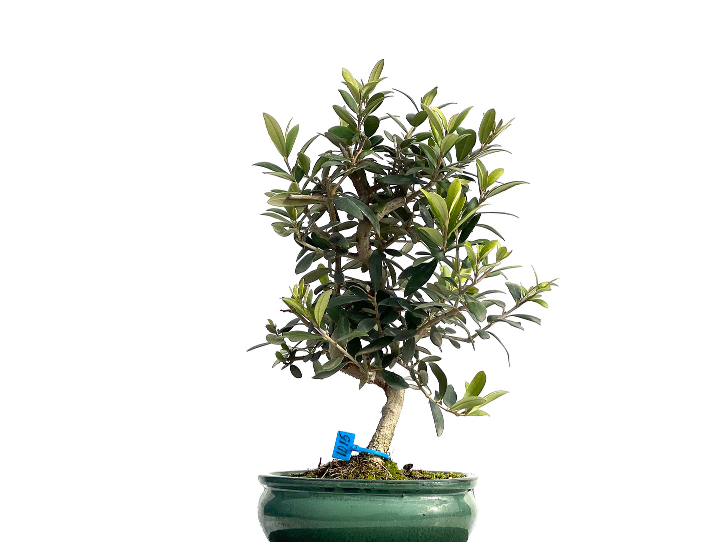 Olea Europaea 1015