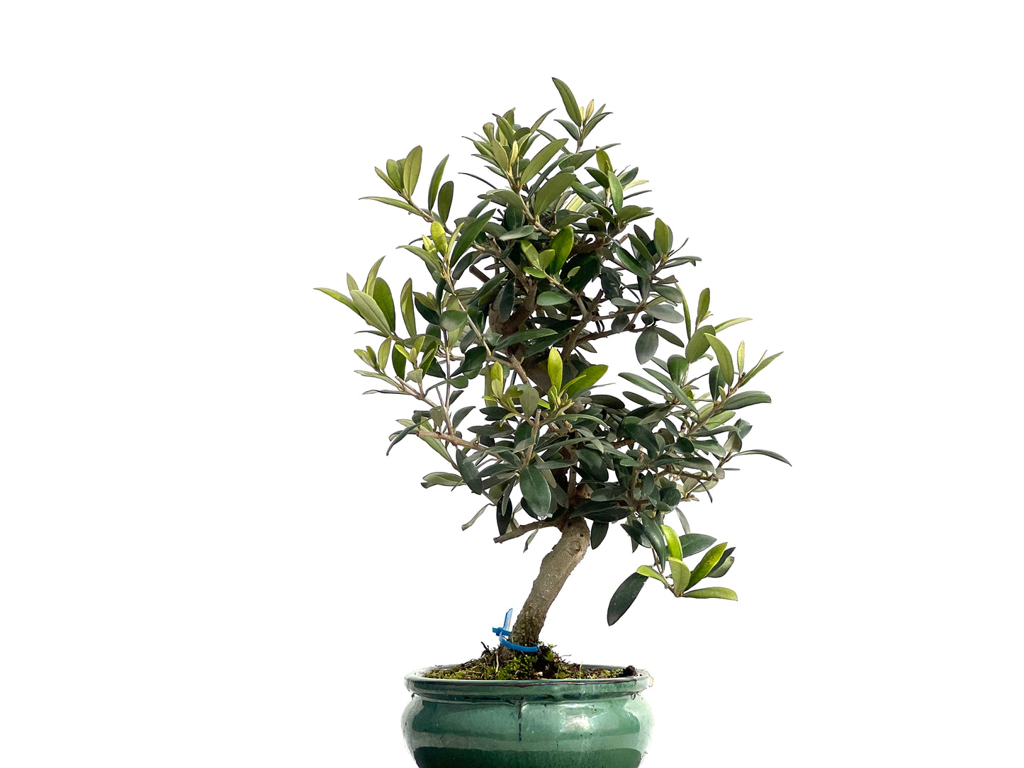 Olea Europaea 1015