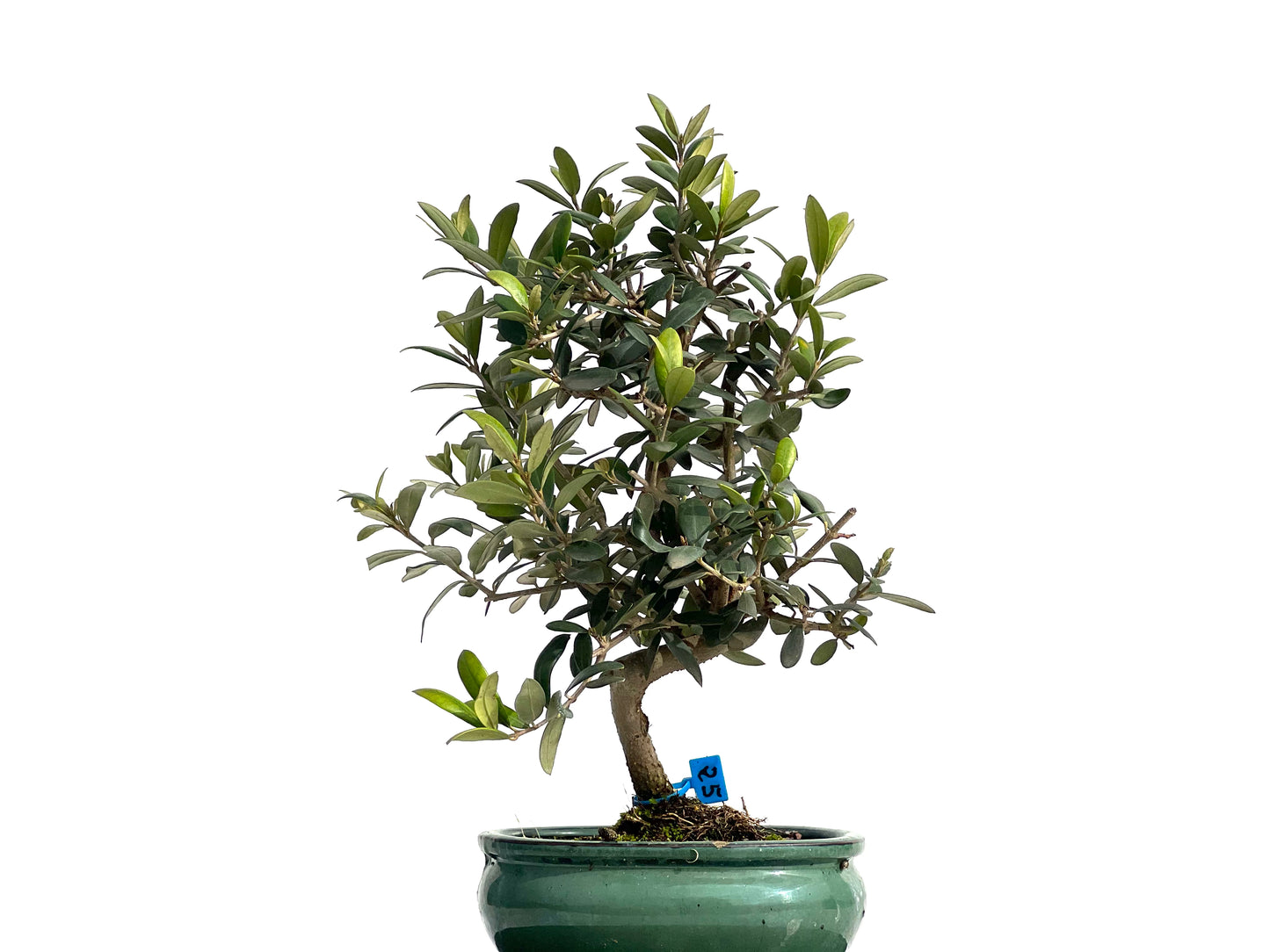 Olea Europaea 1015