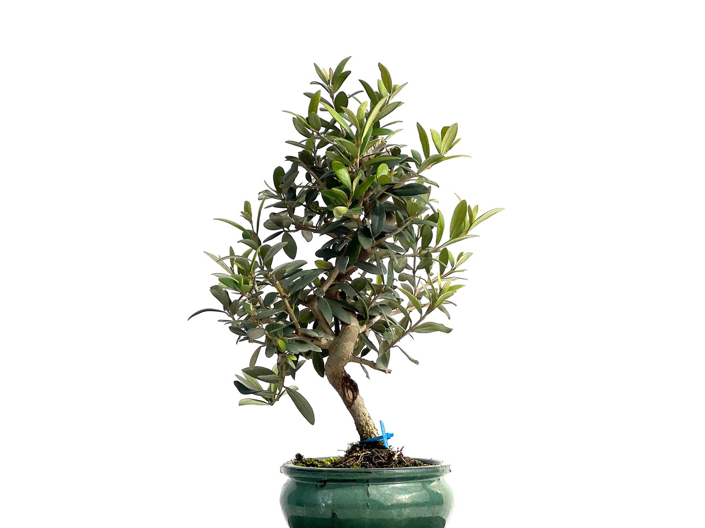 Olea Europaea 1015