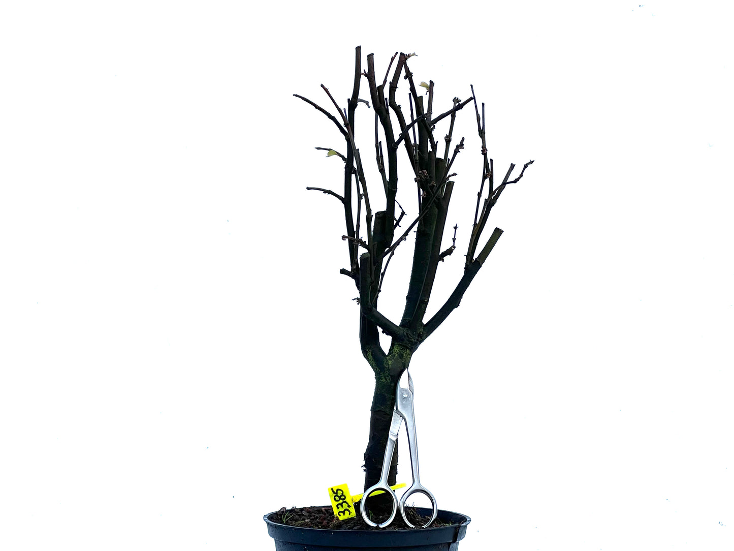 Pseudocidonia Sinensis 3385