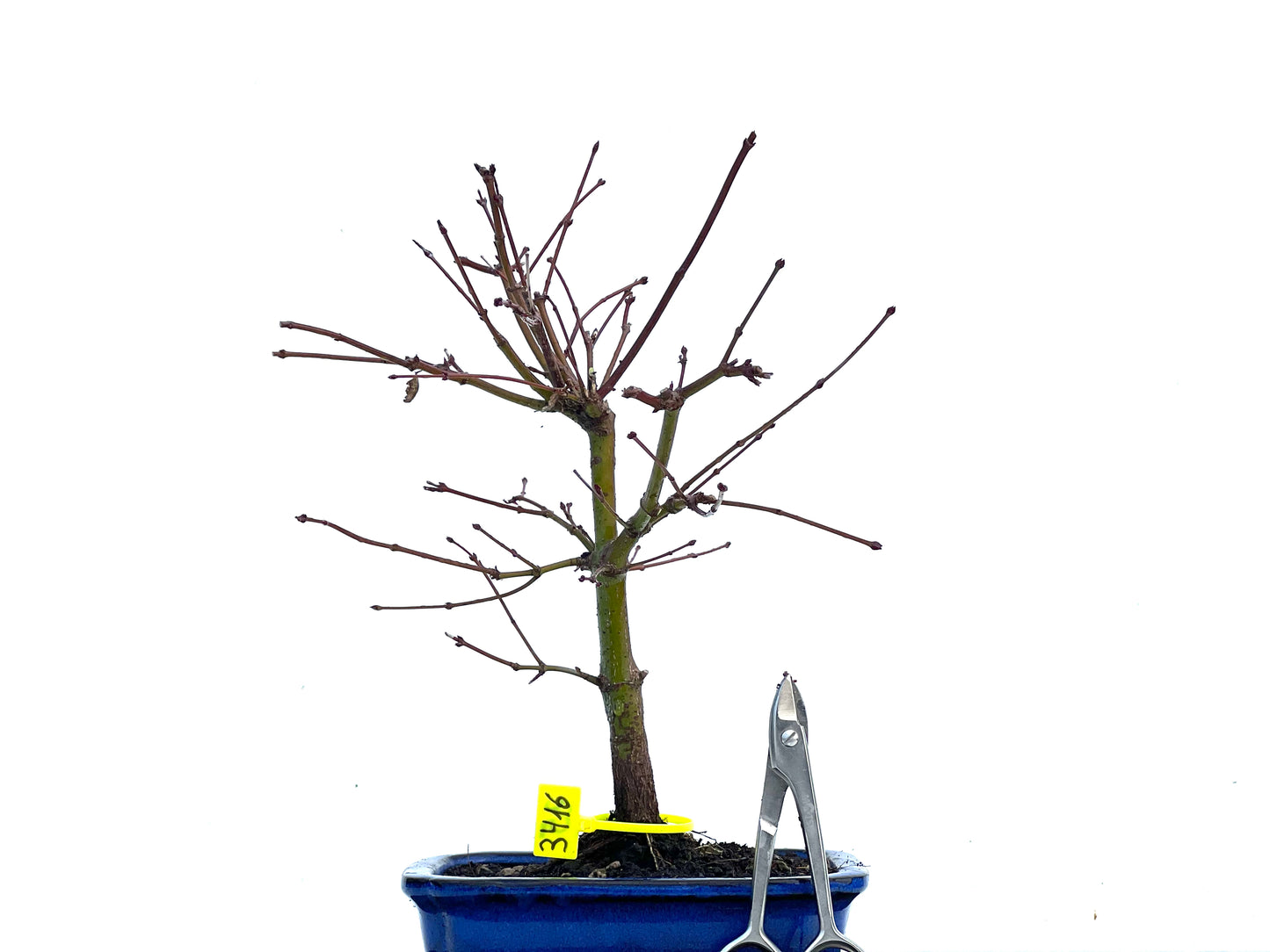 Acer Palmatum 3416