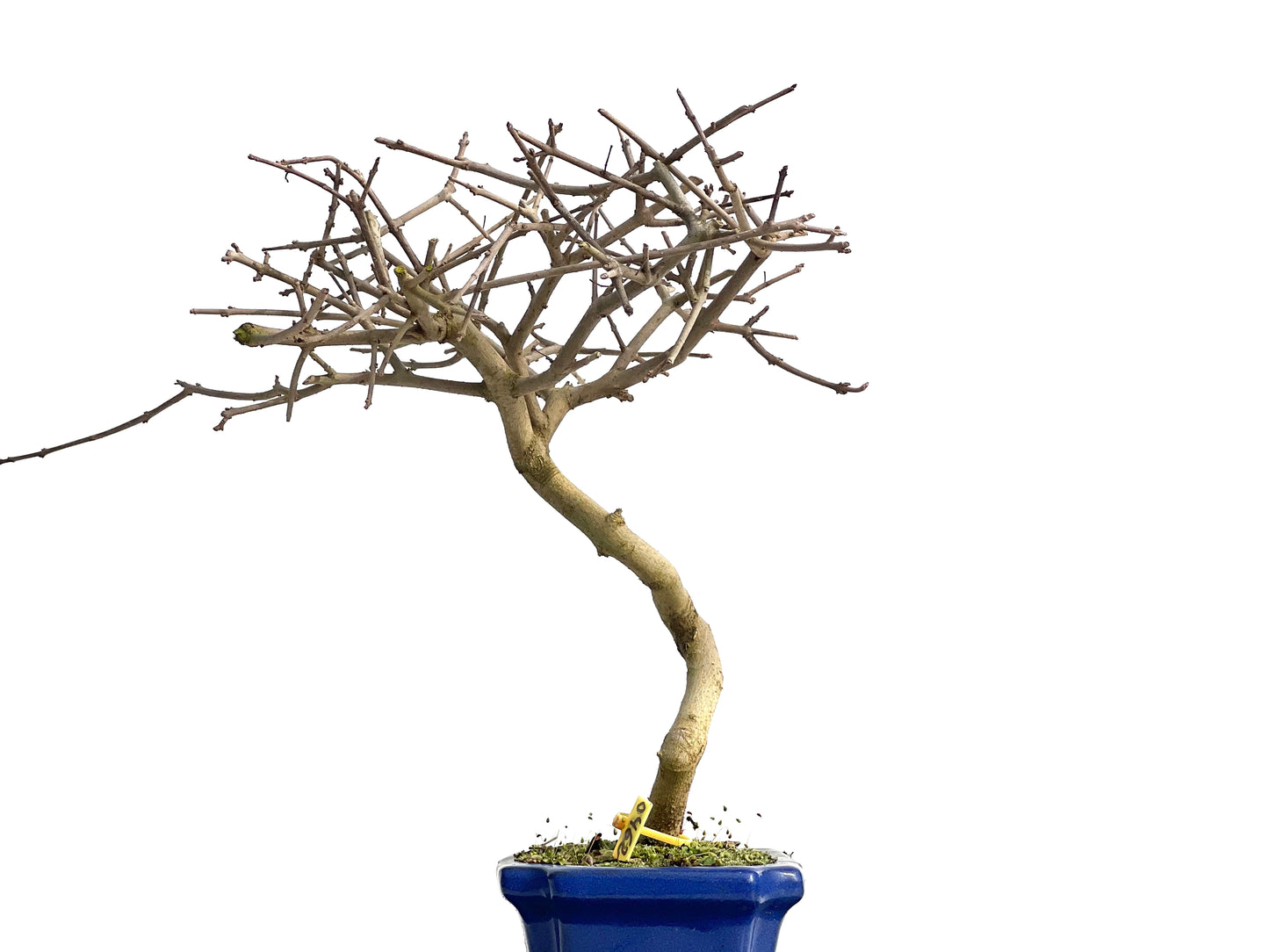 Fraxinus 0462