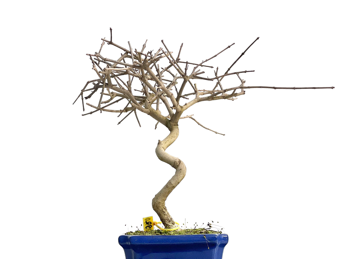 Fraxinus 0462