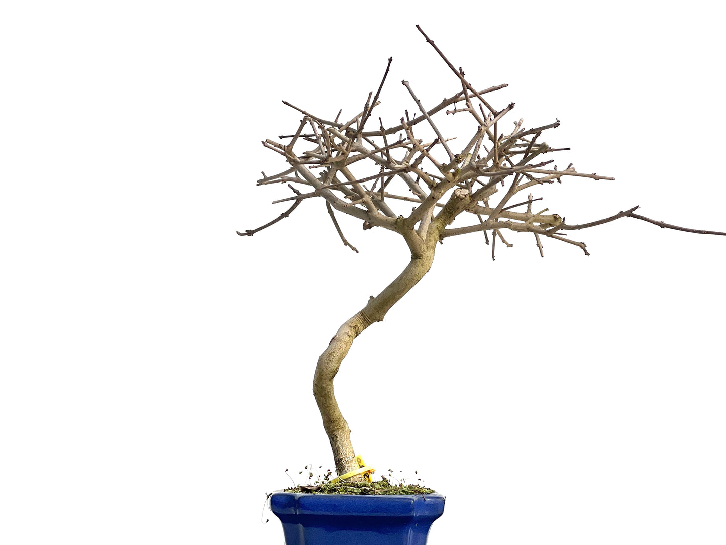 Fraxinus 0462