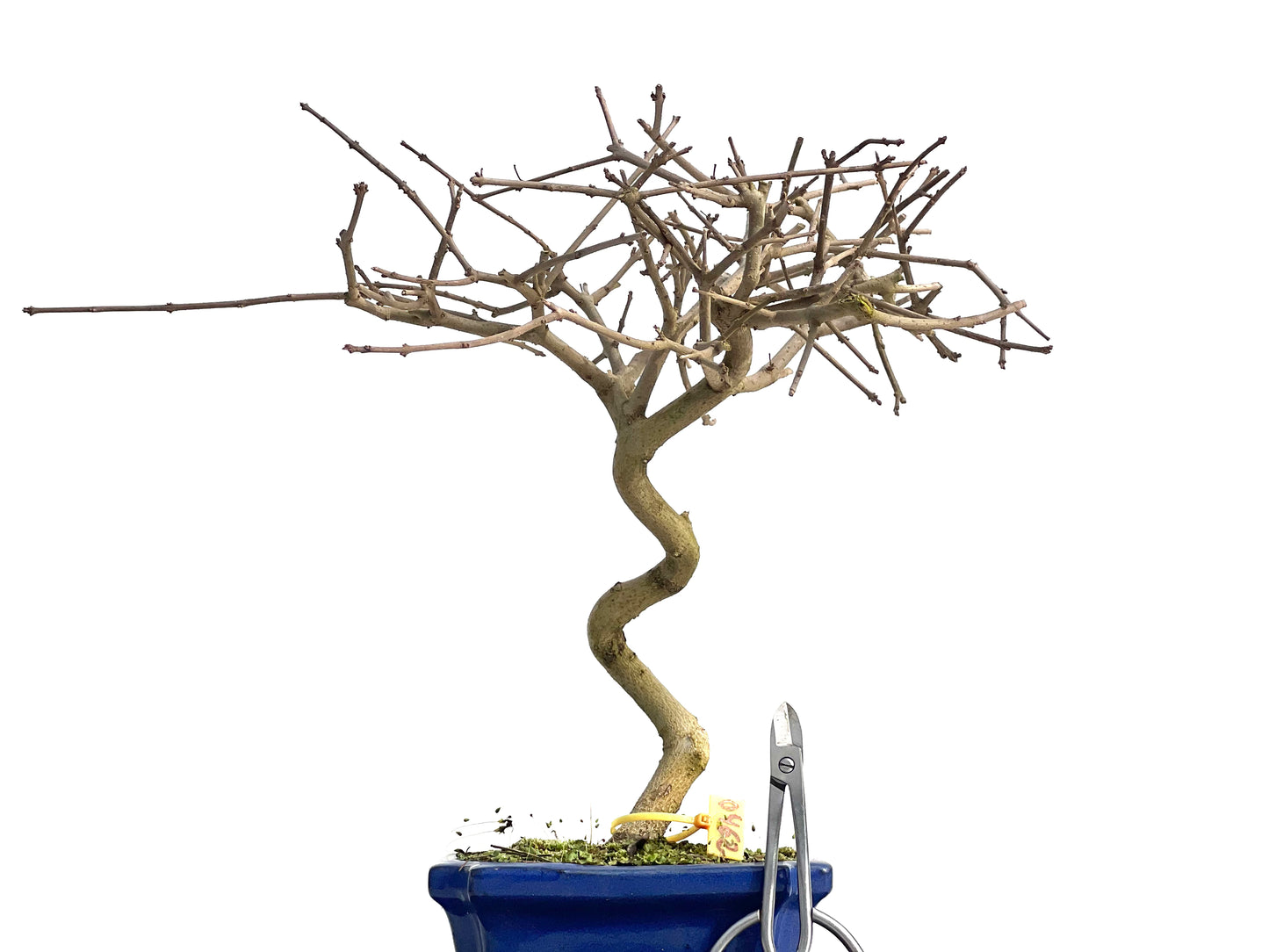 Fraxinus 0462