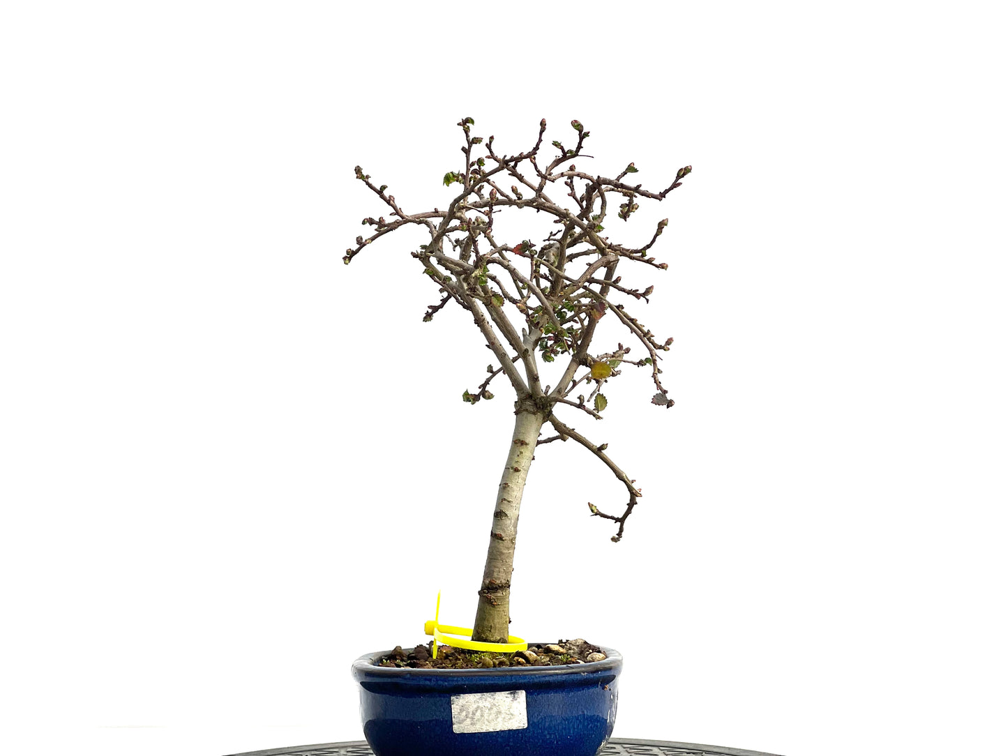 Ulmus Parvifolia 1892