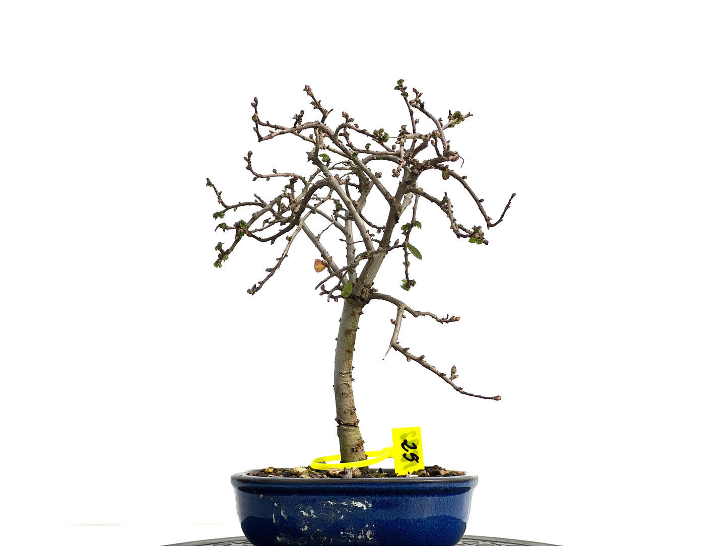 Ulmus Parvifolia 1892
