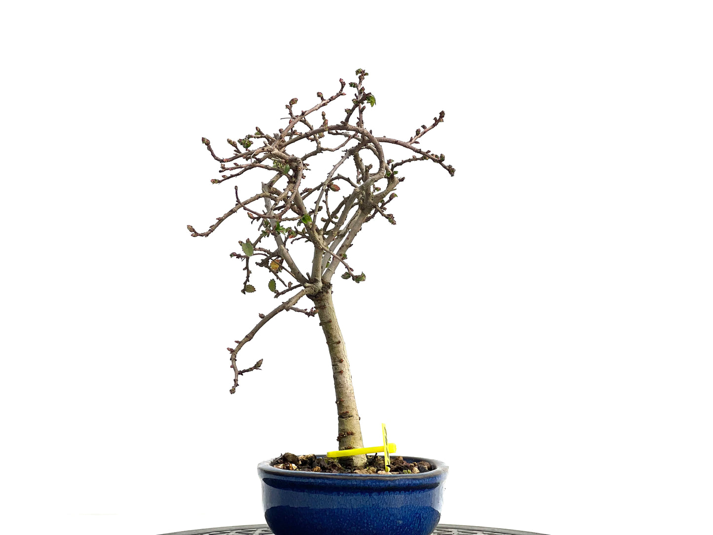 Ulmus Parvifolia 1892
