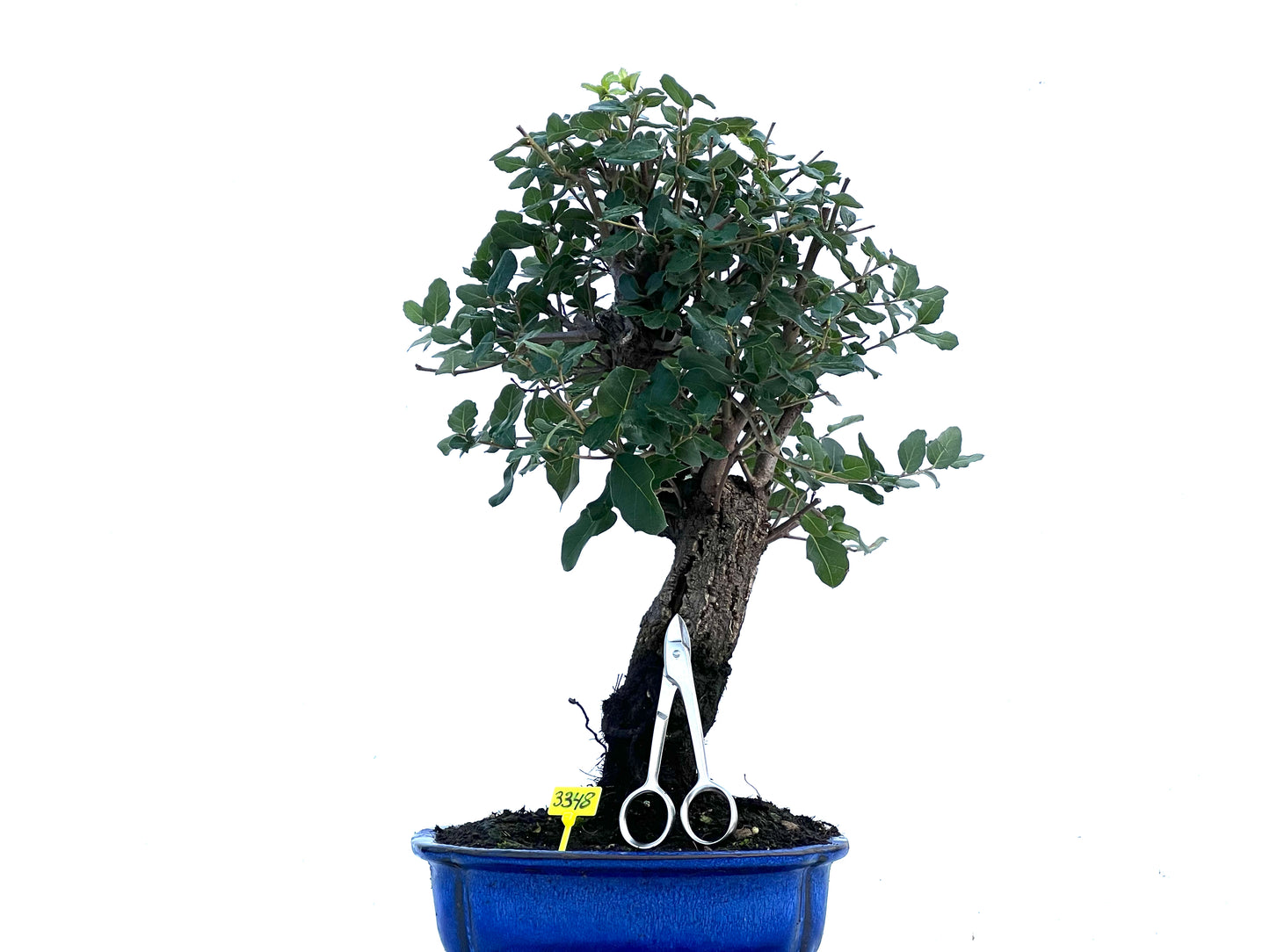Quercus Suber 3348