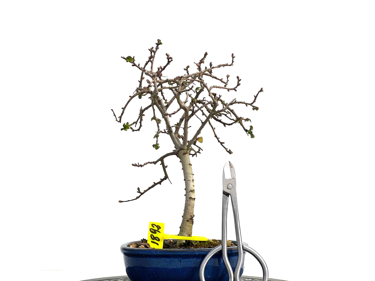 Ulmus Parvifolia 1892