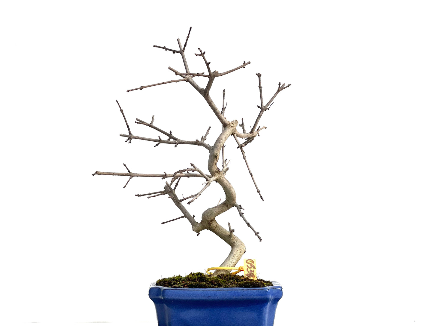 Fraxinus 0538