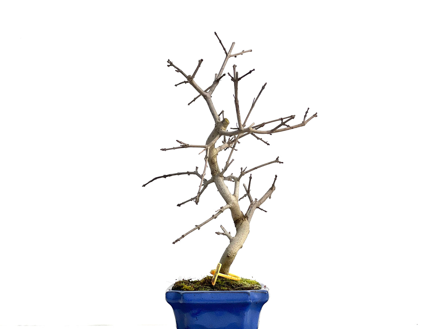 Fraxinus 0538