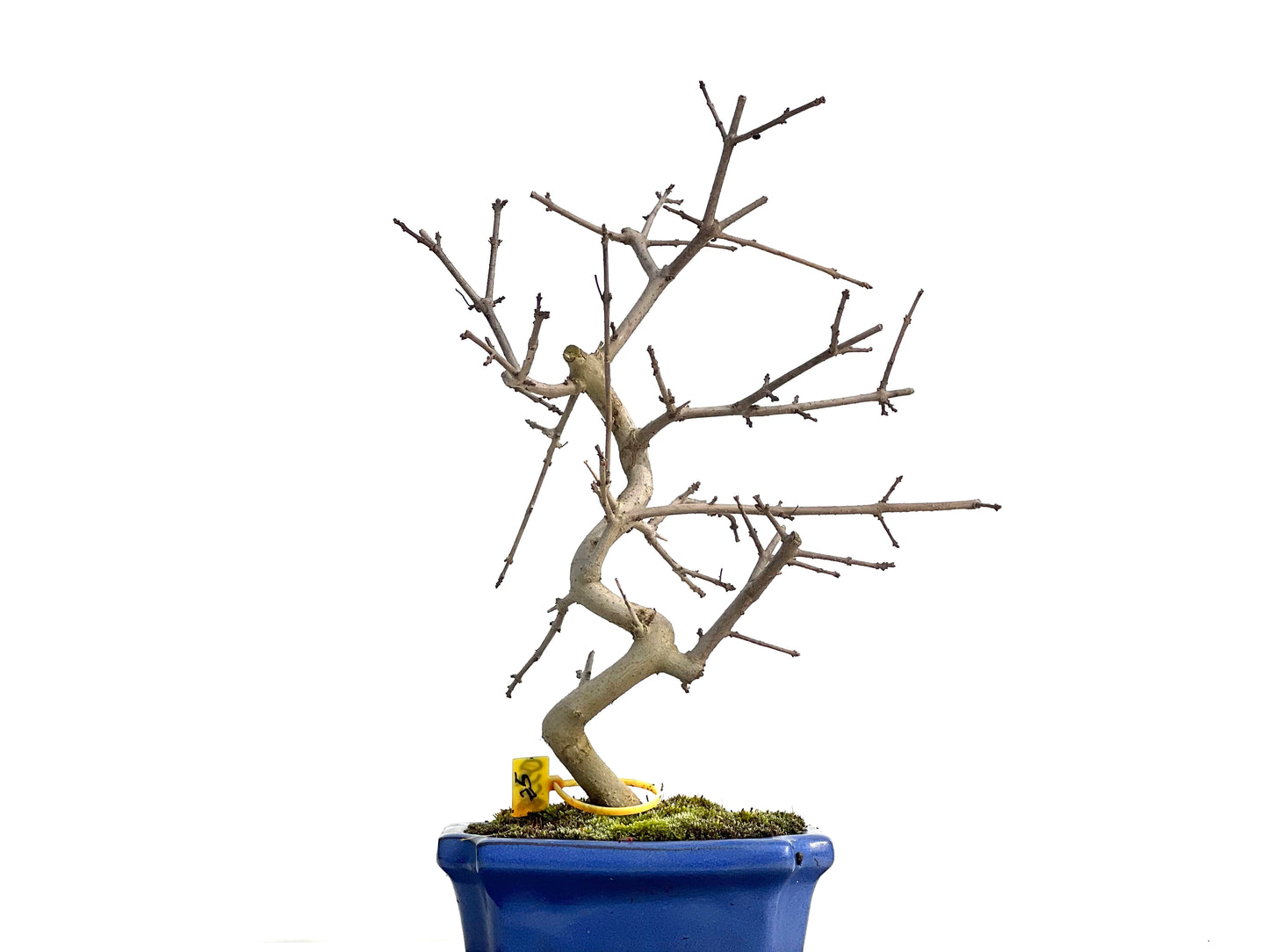 Fraxinus 0538