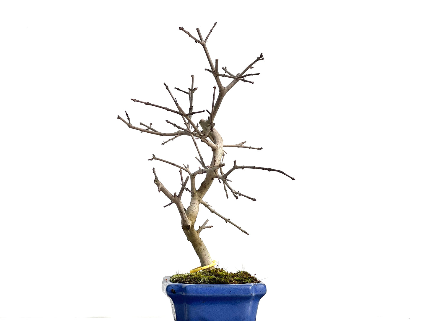 Fraxinus 0538