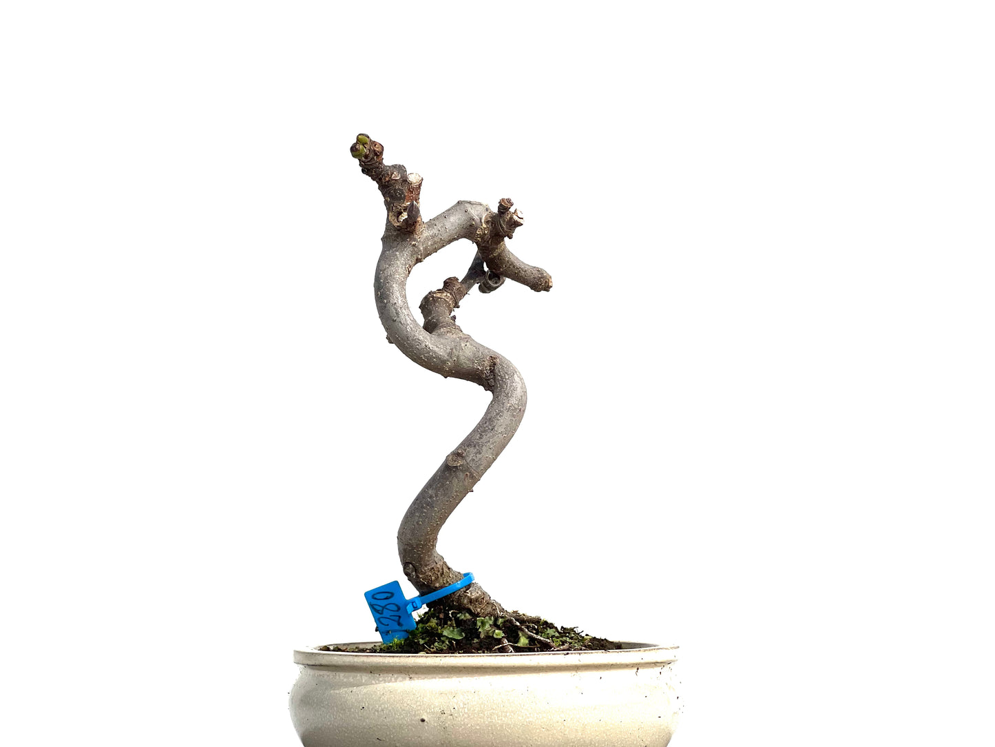 Ficus Carica 1280