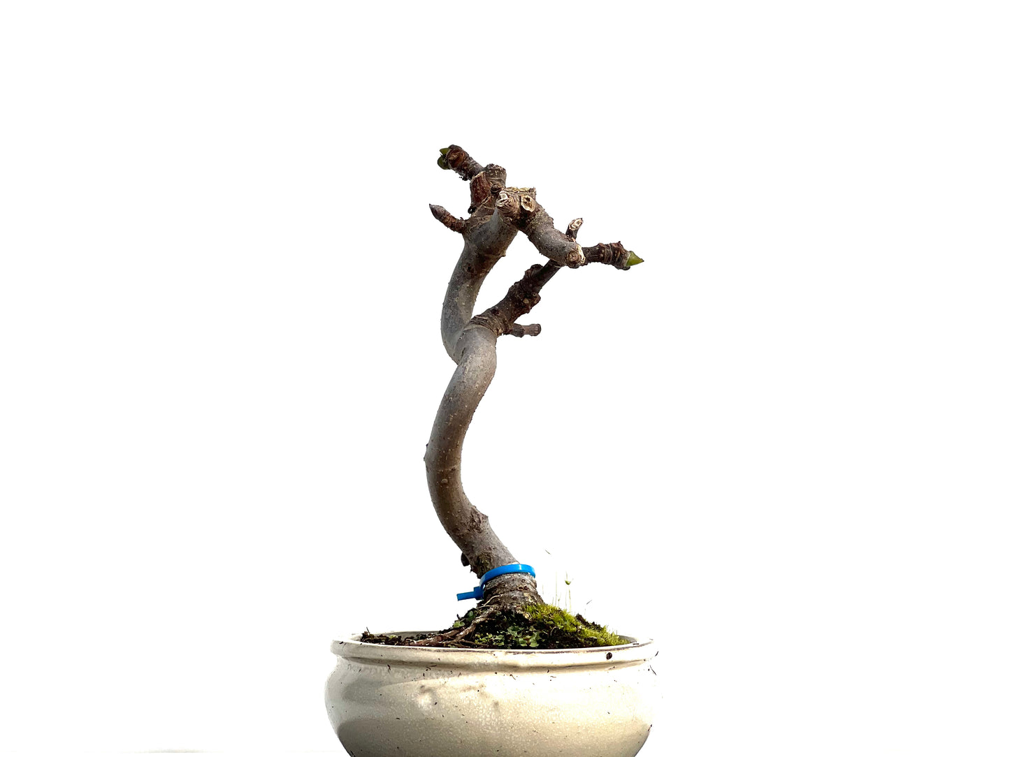 Ficus Carica 1280