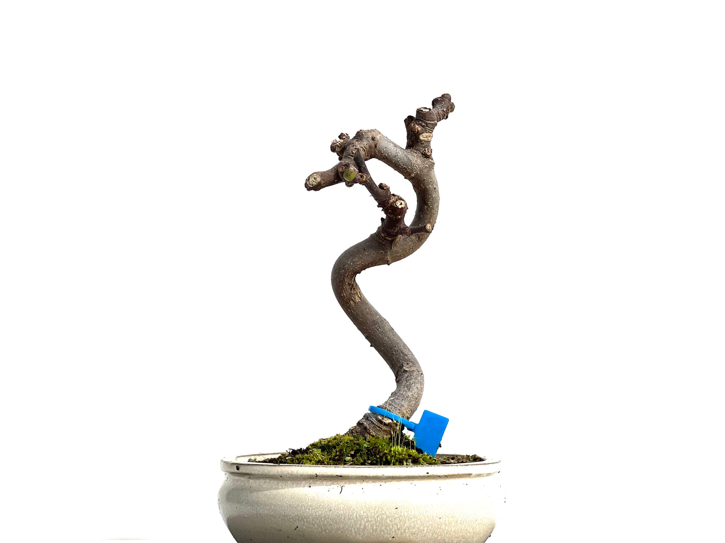 Ficus Carica 1280