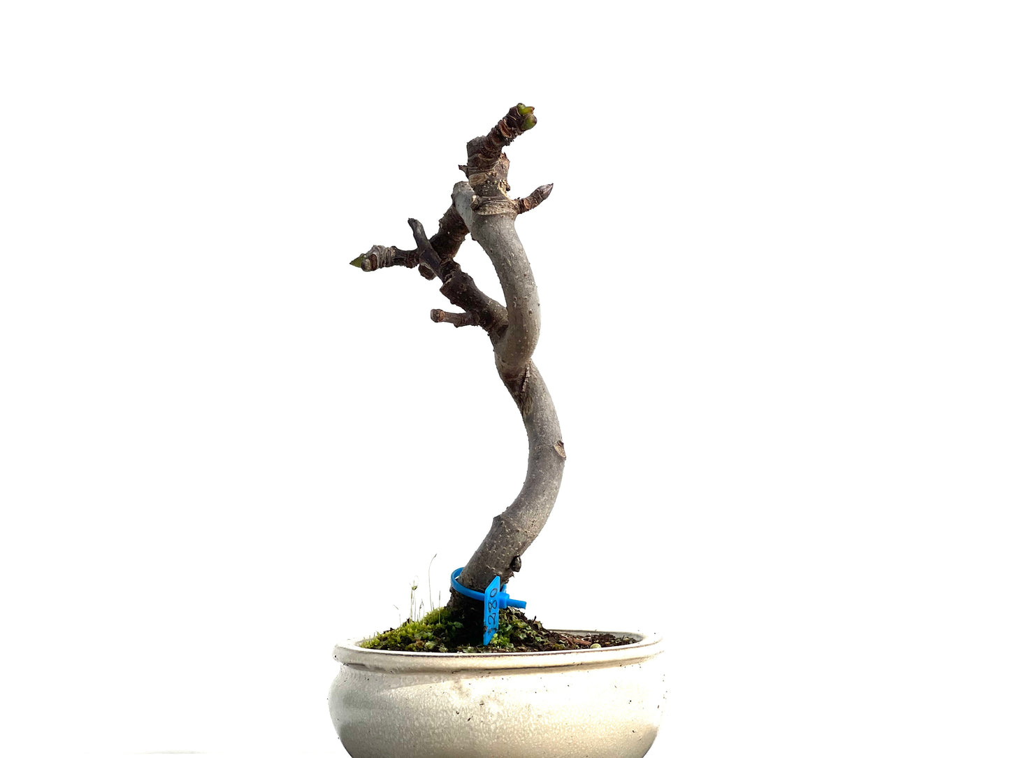 Ficus Carica 1280