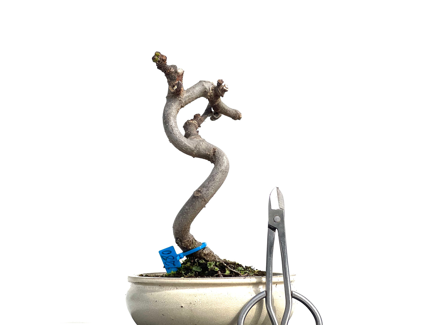 Ficus Carica 1280