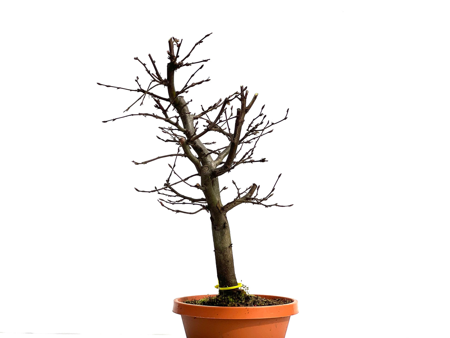 Carpinus Betulus 1531