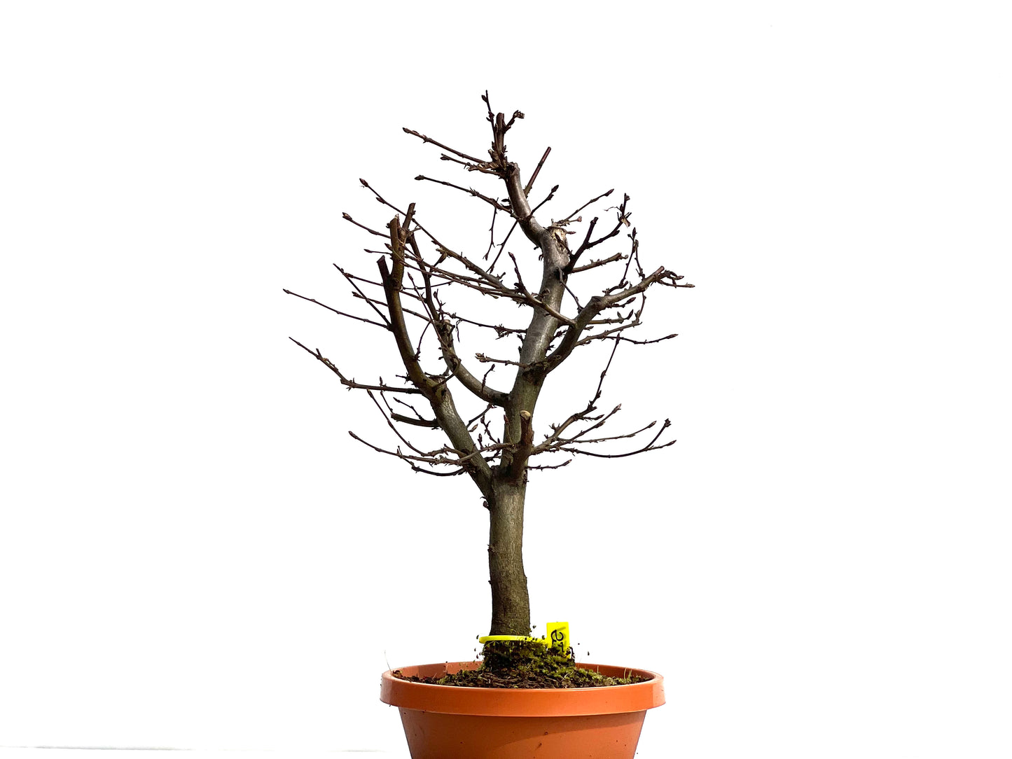 Carpinus Betulus 1531