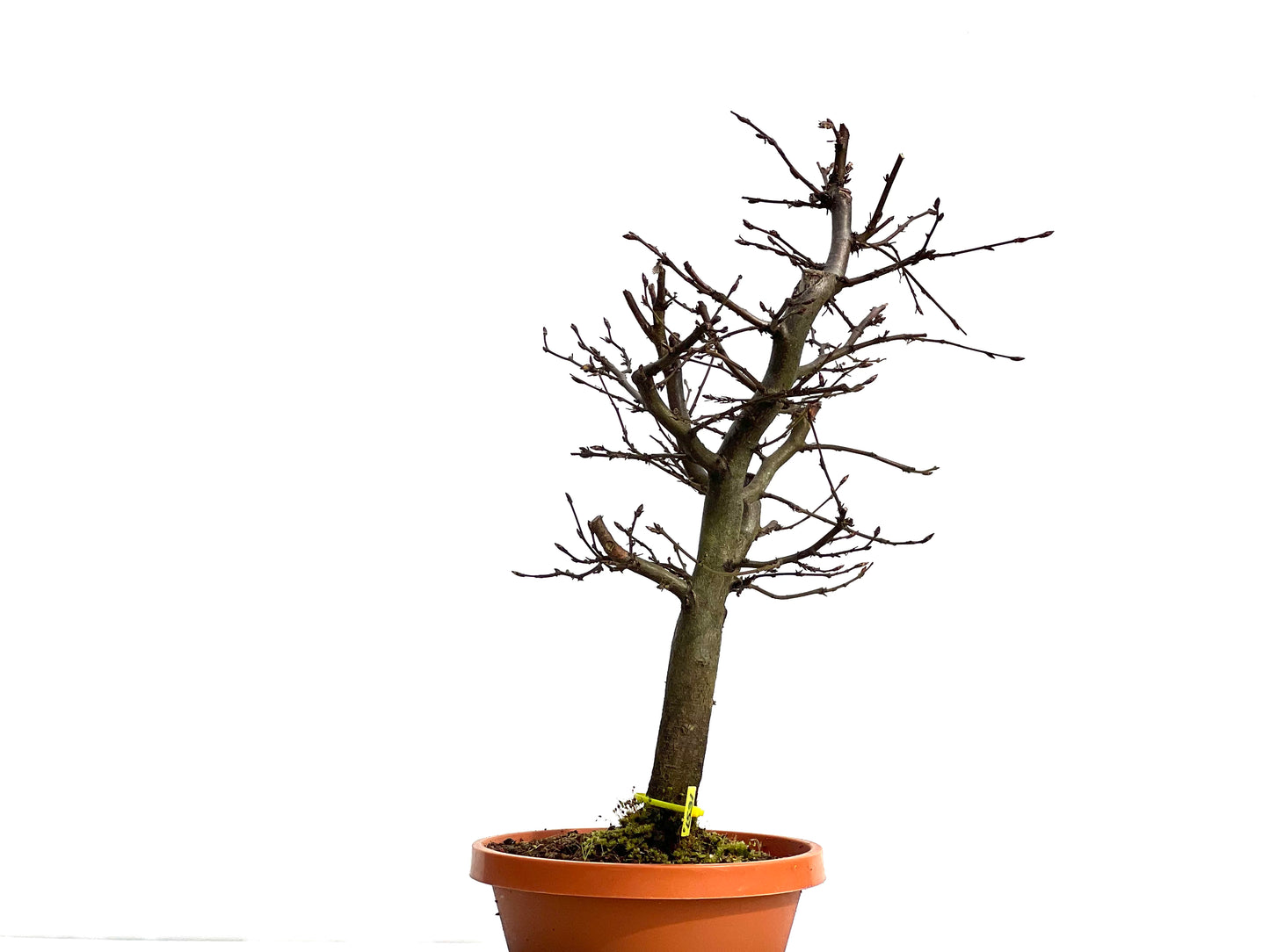 Carpinus Betulus 1531