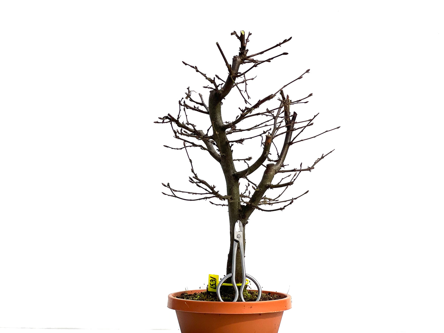 Carpinus Betulus 1531