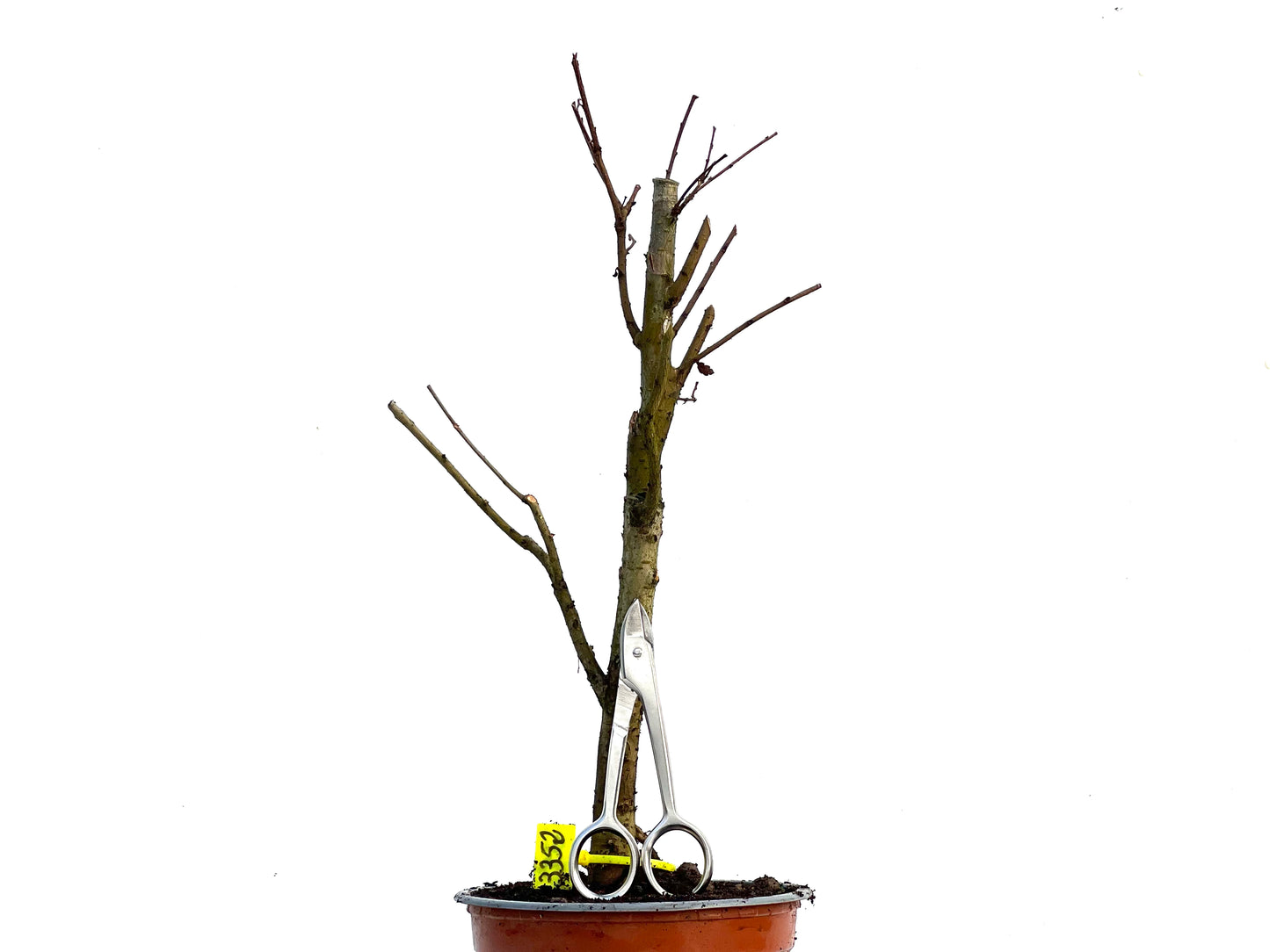 Ulmus Minor 3352