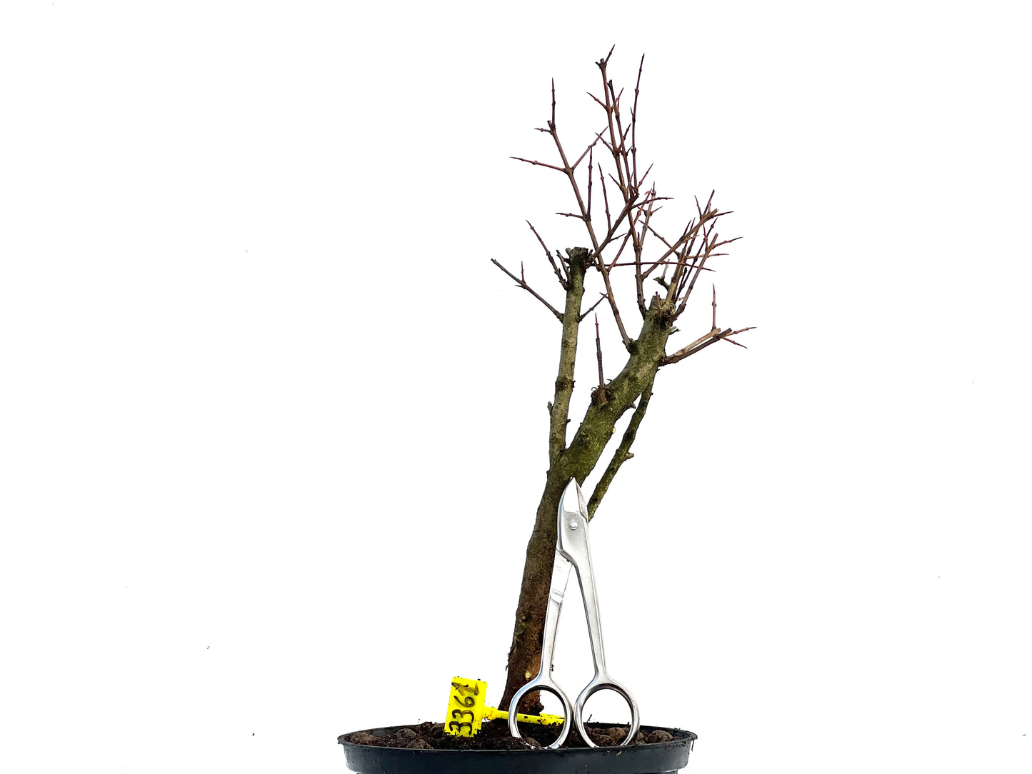 Punica Granatum Nana 3361