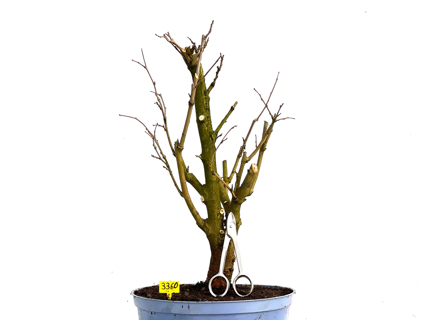 Morus Alba 3360