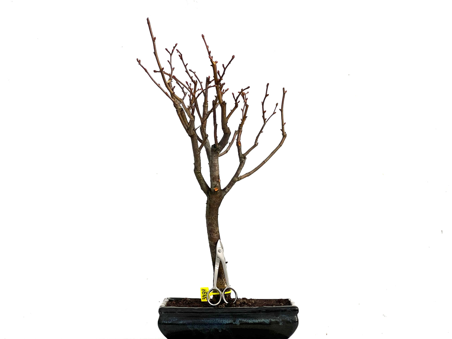 Tilo Cordata 3439