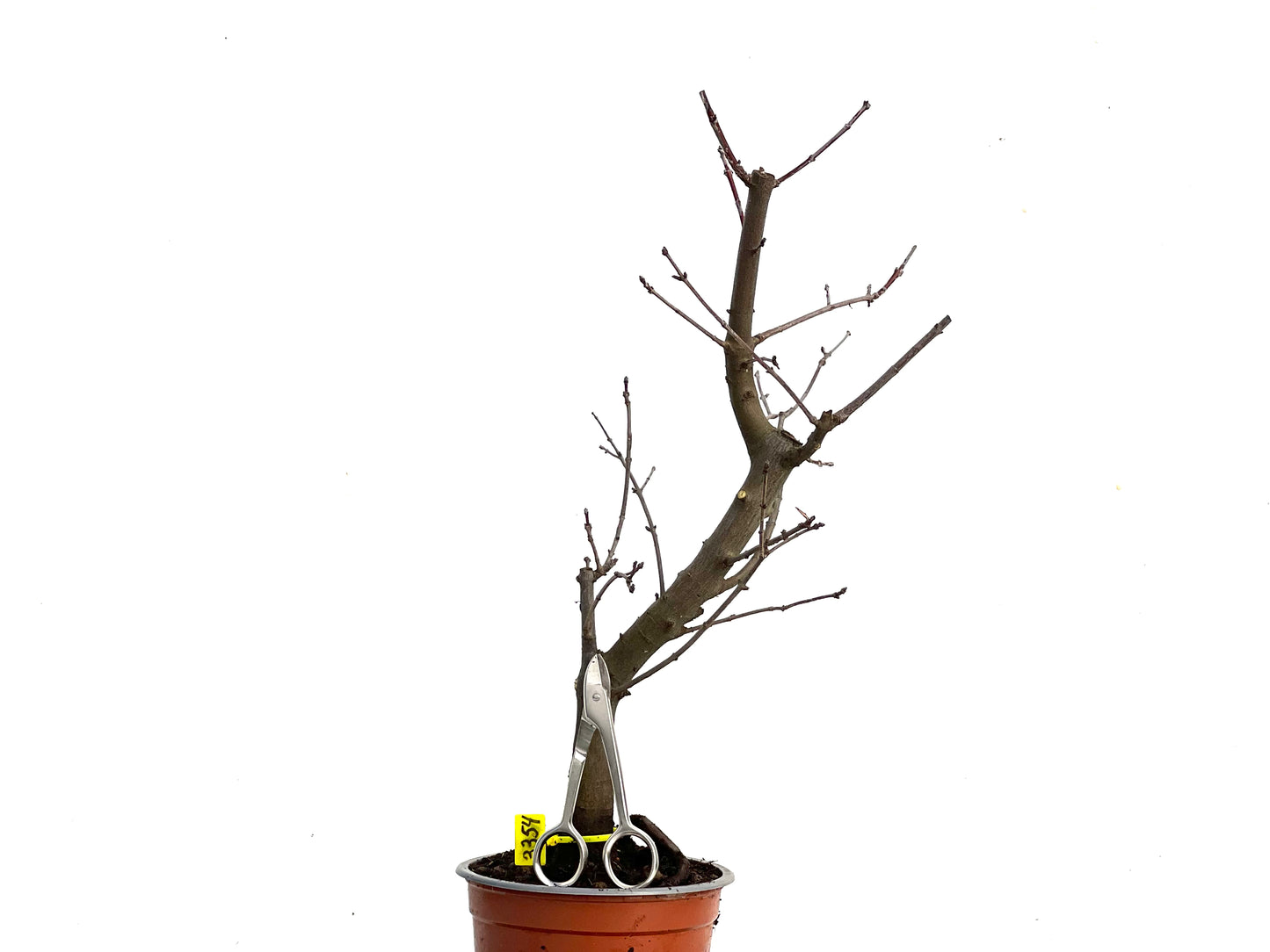 Acer Ginnala 3354