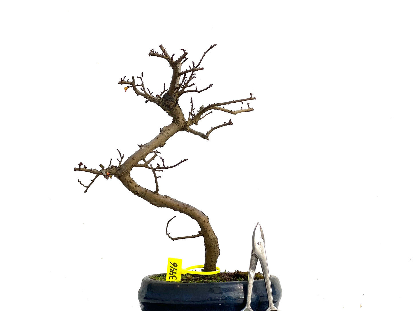 Ulmus Parvifolia 3446