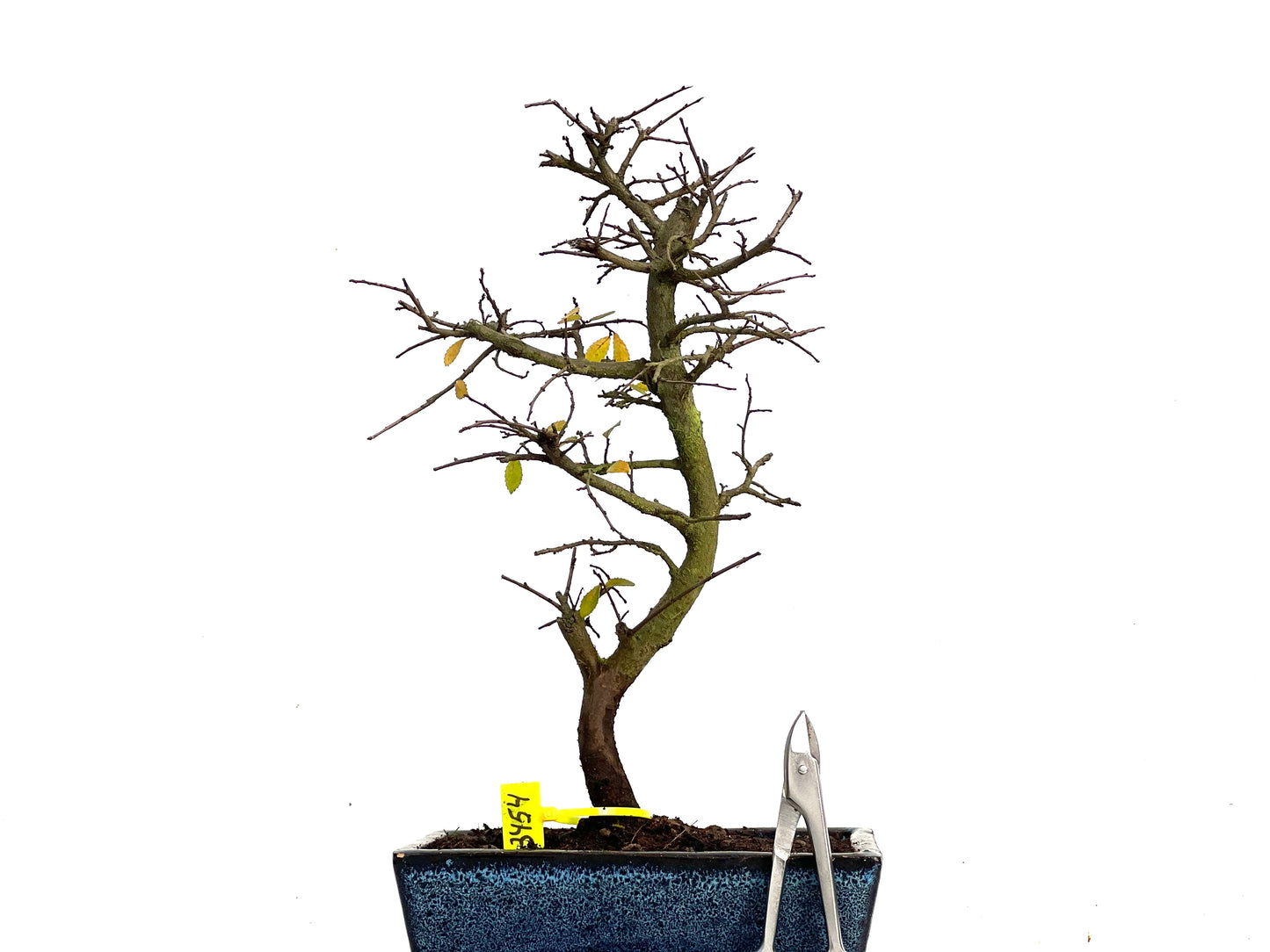 Ulmus Parvifolia 3454