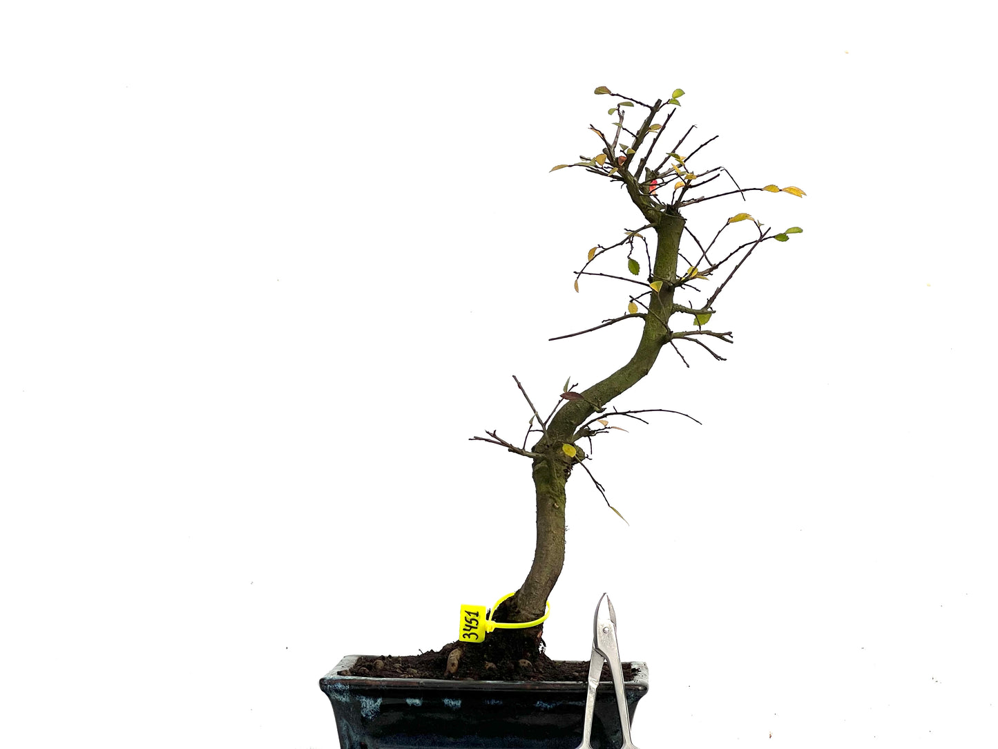 Ulmus Parvifolia 3451